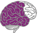 Zone du cerveau représentant les réseaux de reconnaissance
