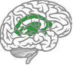 Zone du cerveau représentant les réseaux affectifs
